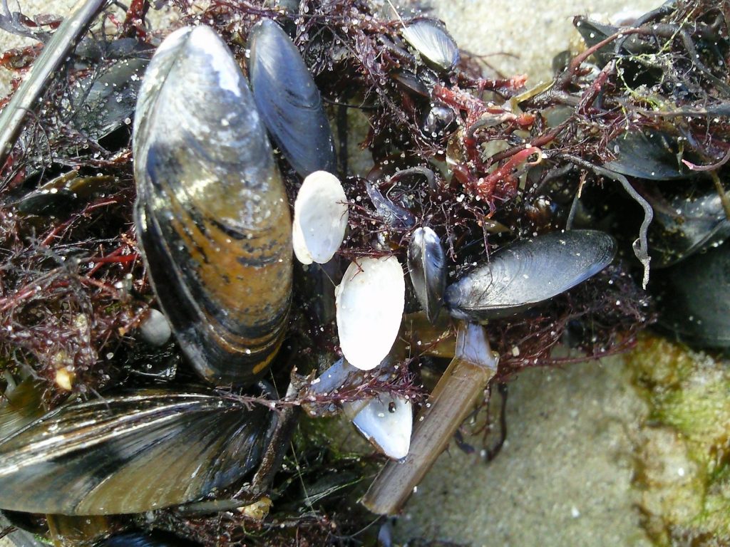 Muscheln am Strand - Ostsee (Fehmarn)